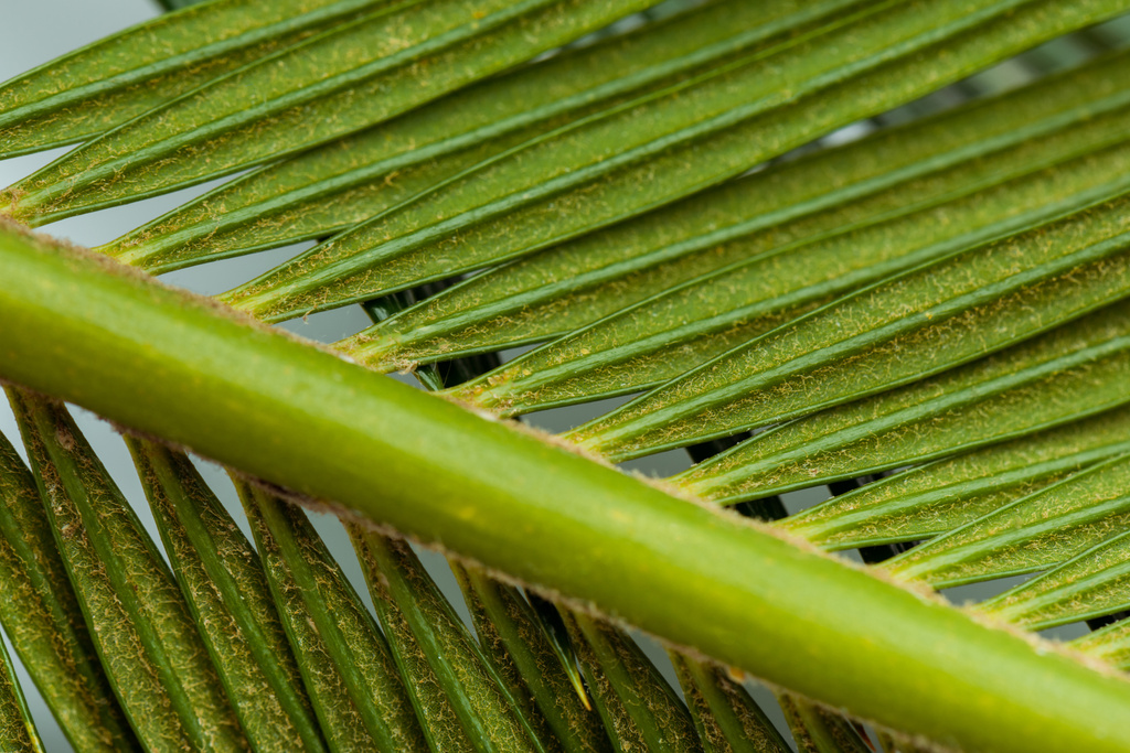 vista de cerca de la hoja de palma verde
 - Foto, imagen
