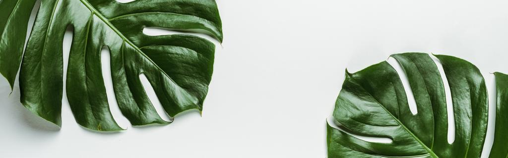 felülnézet zöld pálma levelek fehér háttér, panoráma lövés - Fotó, kép