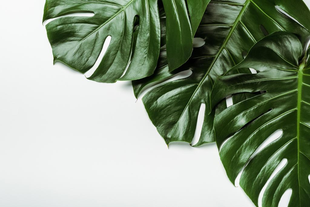 vrchní pohled na zelené palmové listy na bílém pozadí - Fotografie, Obrázek