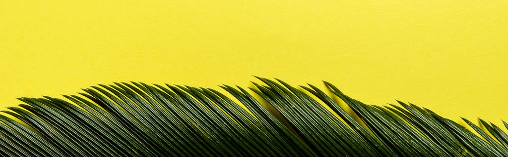 vue du dessus de la feuille de palmier vert isolé sur fond jaune, panoramique - Photo, image