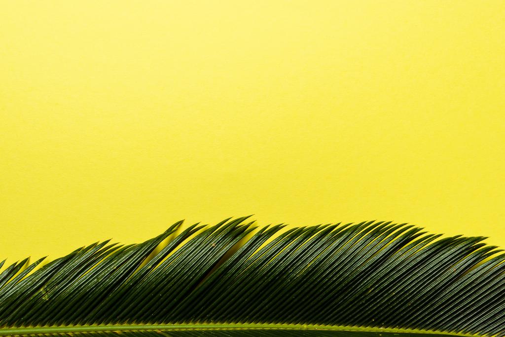 вид сверху на зеленый лист пальмы, выделенный на желтом фоне
 - Фото, изображение