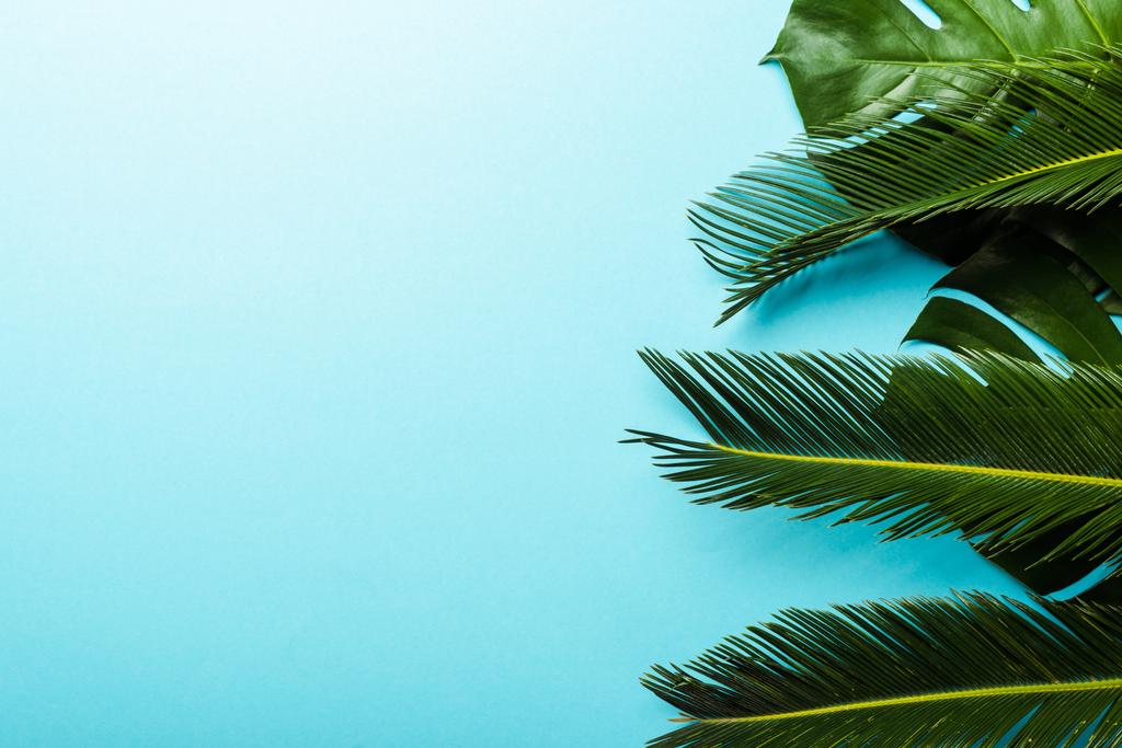 bovenaanzicht van groene palmbladeren op blauwe achtergrond - Foto, afbeelding