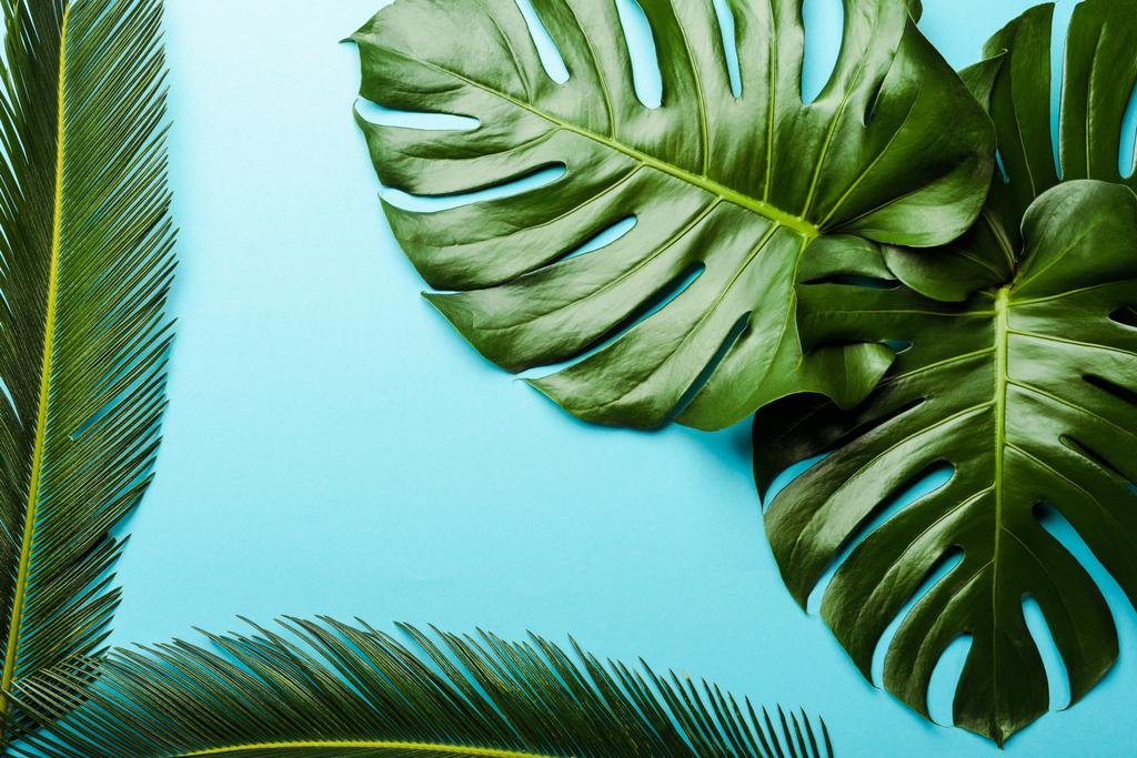 vista superior de folhas de palma verde no fundo azul
 - Foto, Imagem
