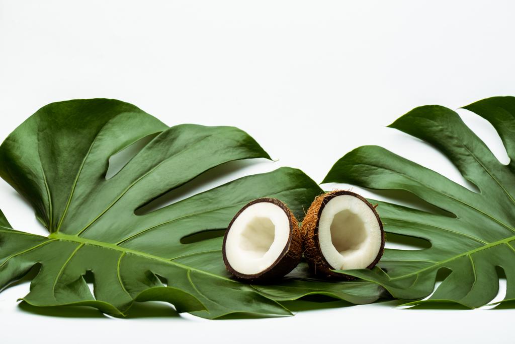 白い背景に緑のヤシの葉とココナッツの半分 - 写真・画像