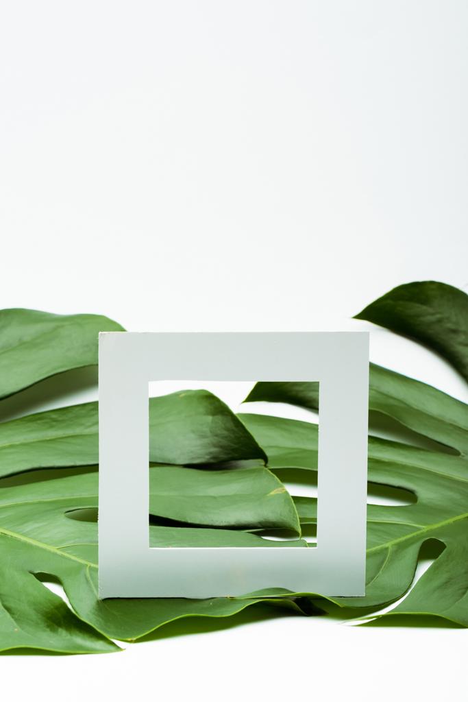 cadre carré vide sur feuilles de palmier vert sur fond blanc - Photo, image