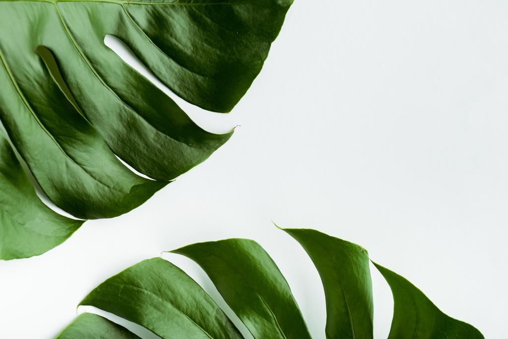 закрыть вид зеленых пальмовых листьев на белом фоне
 - Фото, изображение