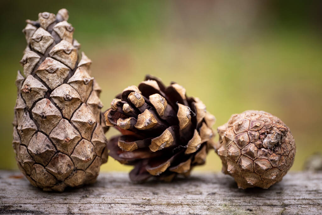 Still life - three pine cones on the background of the forest - Photo, Image