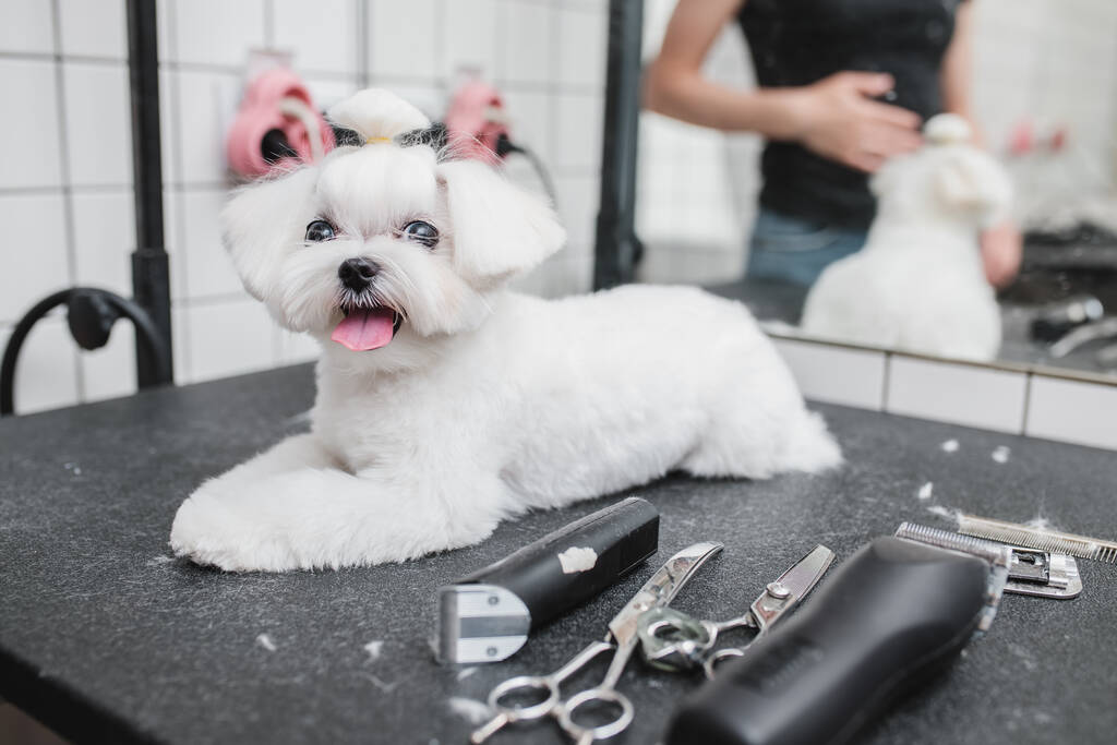 Maltský pes v kadeřnickém salónu. Malý úsměv pes. - Fotografie, Obrázek