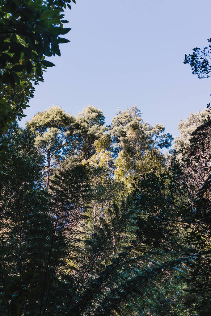 paisagem arbusto selvagem com vegetação exuberante e espessa em Myrtle Falls na Tasmânia, Austrália
 - Foto, Imagem
