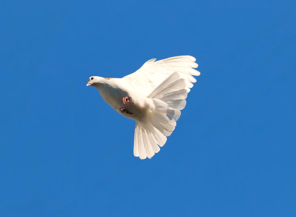 Paloma blanca
 - Foto, imagen