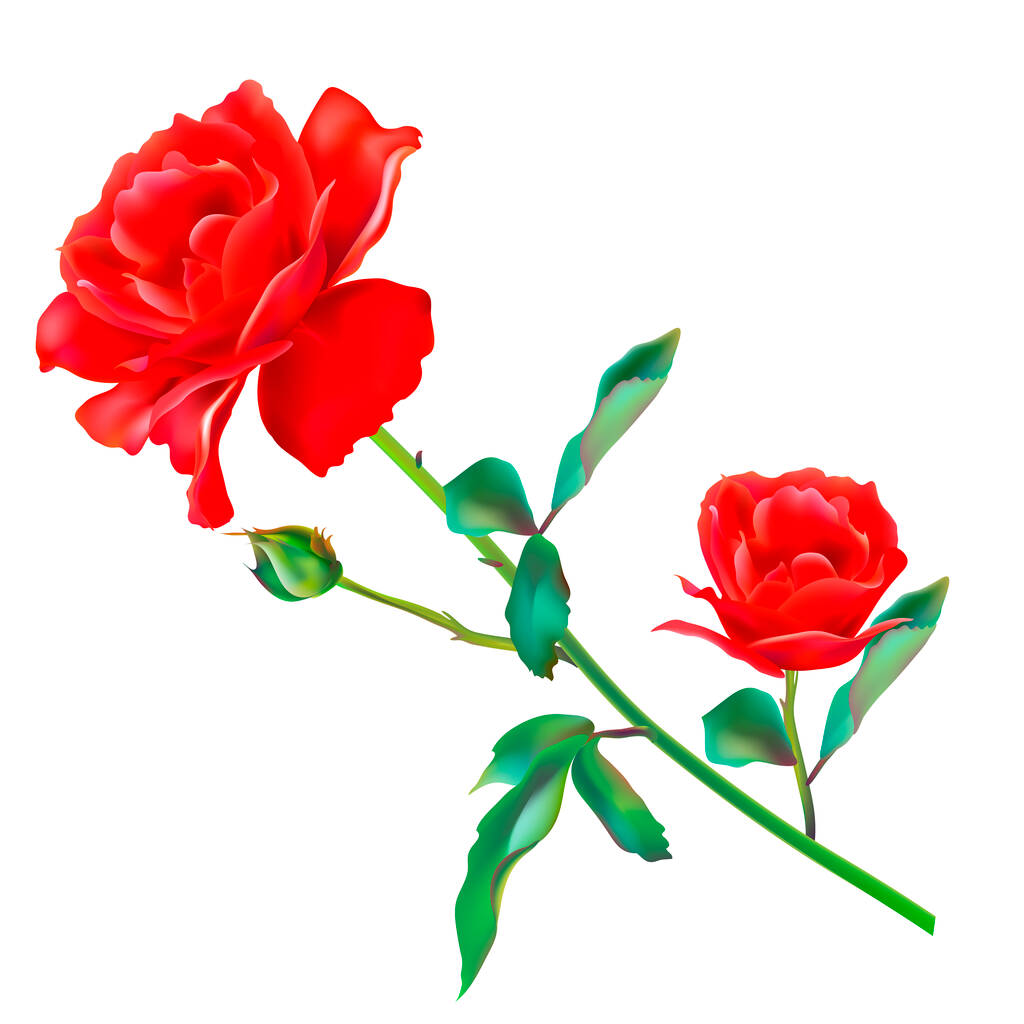Roses rouges vives isolées sur fond blanc - Vecteur, image