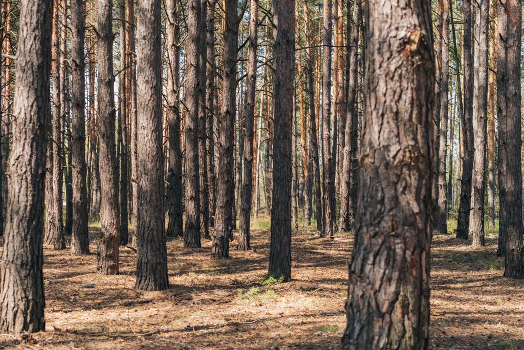 enfoque selectivo de troncos de árboles en bosques de verano
  - Foto, imagen