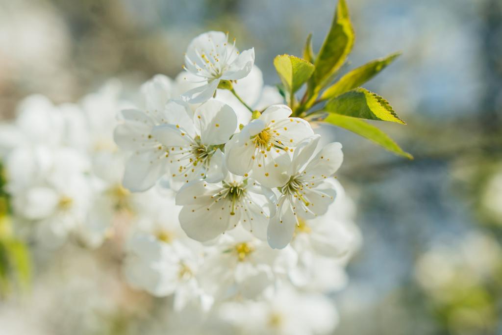selective focus of white cherry blossom with green leaves - Photo, Image