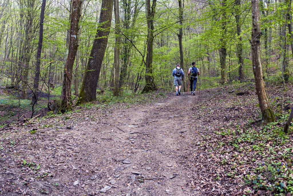 Двоє друзів з рюкзаками і паличками ходять в лісі з великою кількістю високих дерев
 - Фото, зображення