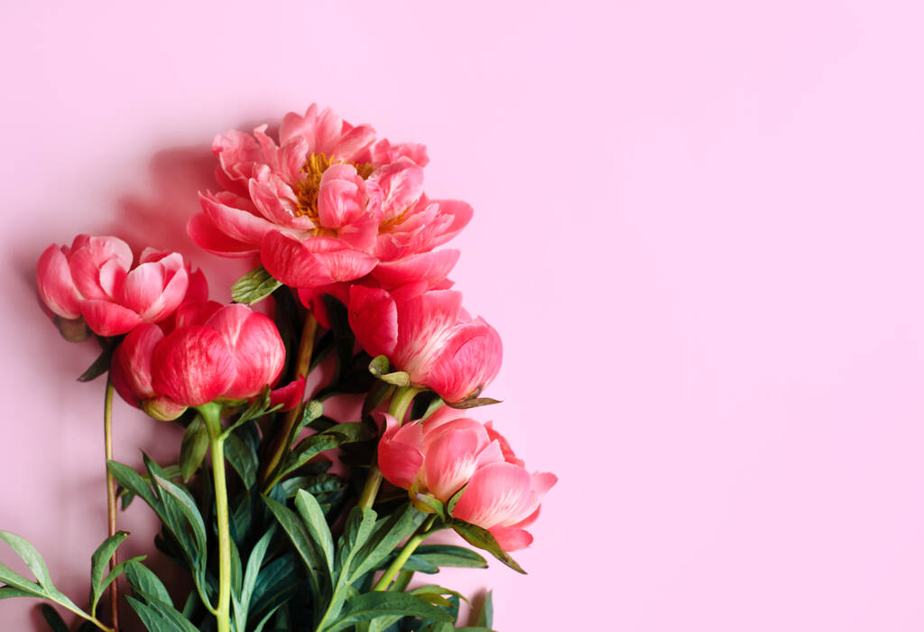 Postcard with lush beautiful peonies. Pink background. Free space for text. - Photo, Image
