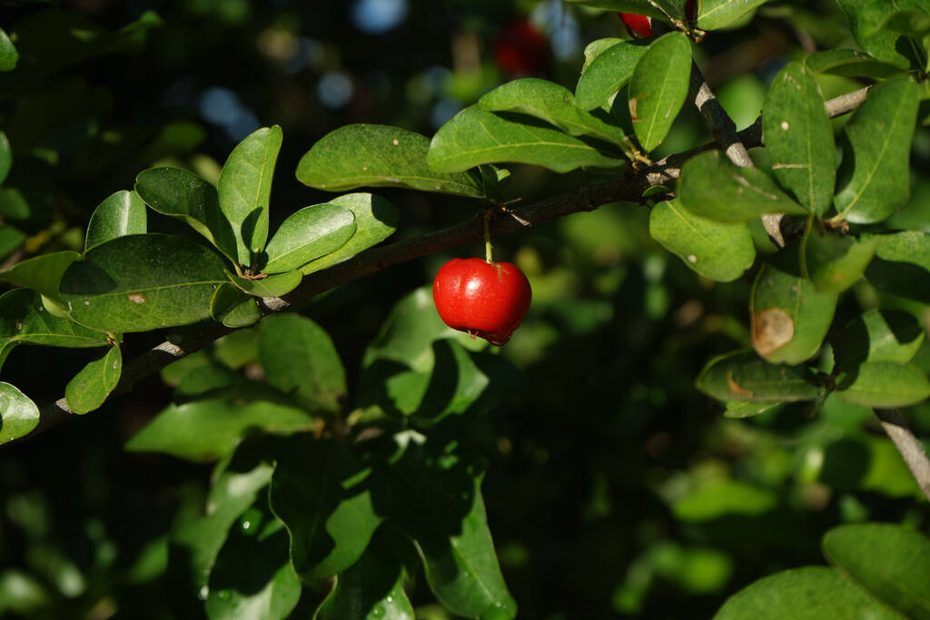 Fresh organic Acerola cherry.Thai or Acerola cherries fruit on the tree, high vitamin C and antioxidant fruits.                                 - Photo, Image