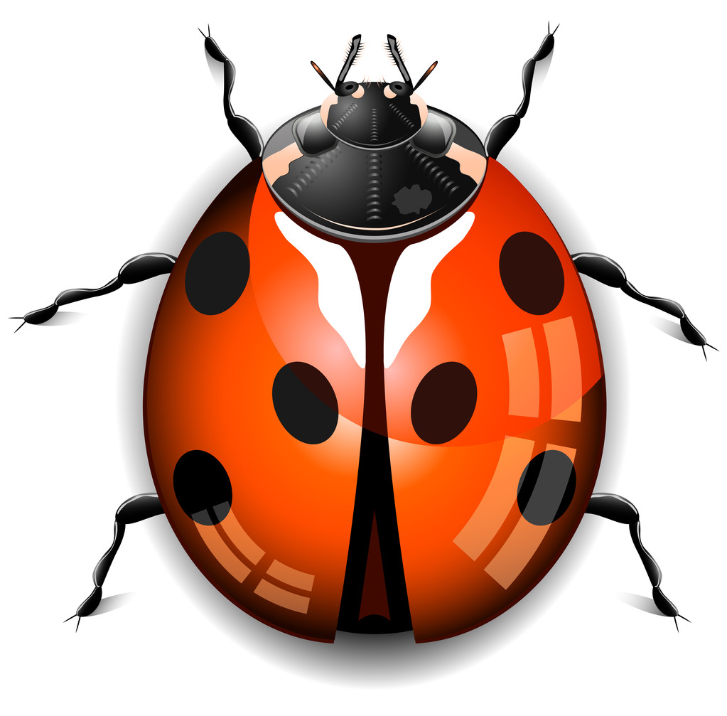Ladybird - Vector, Image