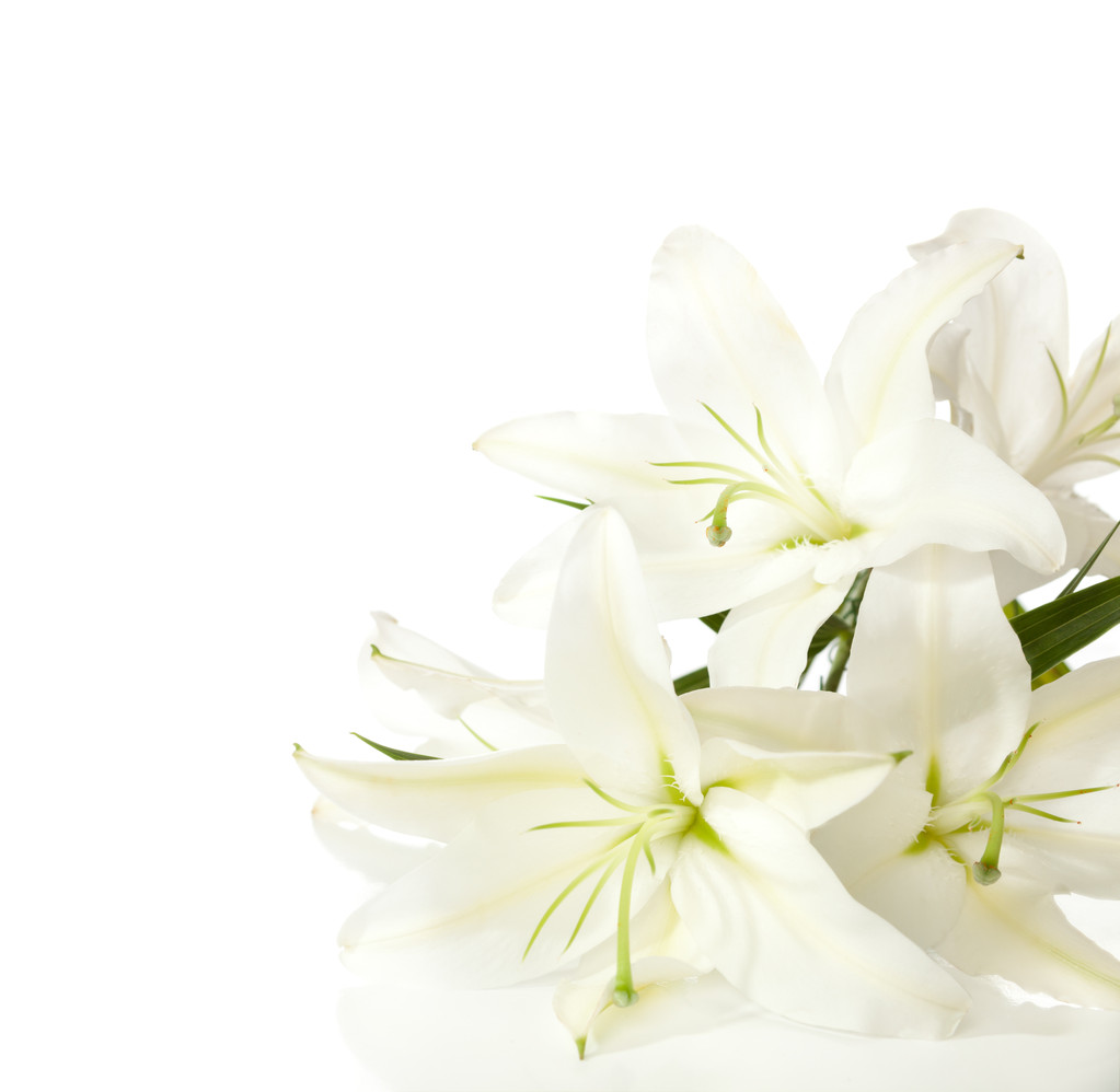 ein Fragment weißer Lilien - Foto, Bild