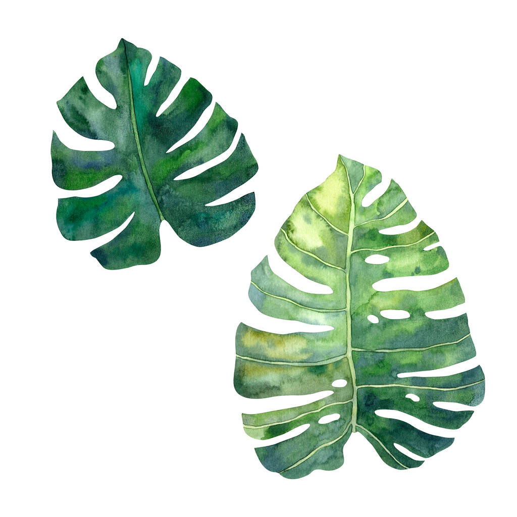 Hand drawn watercolor tropical monstera leaves in high quality. Concept for drawing up designs, cards, stickers, invitations - Photo, Image