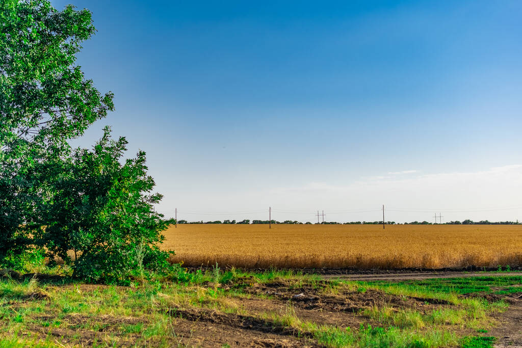 Amplias áreas de campos con trigo y cebada. Rusia, región de Rostov, caminos cerca de un cultivo cultivado de orejas de oro y vegetación verde
 - Foto, Imagen