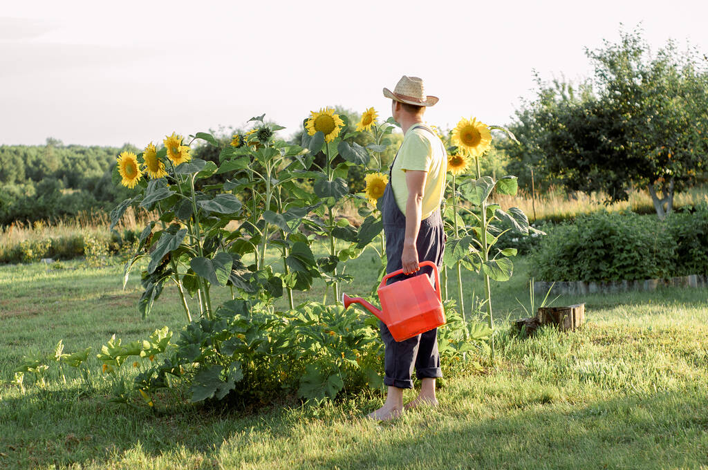 jeune agriculteur contrôle la récolte de tournesols, l'agriculture et le concept de récolte - Photo, image