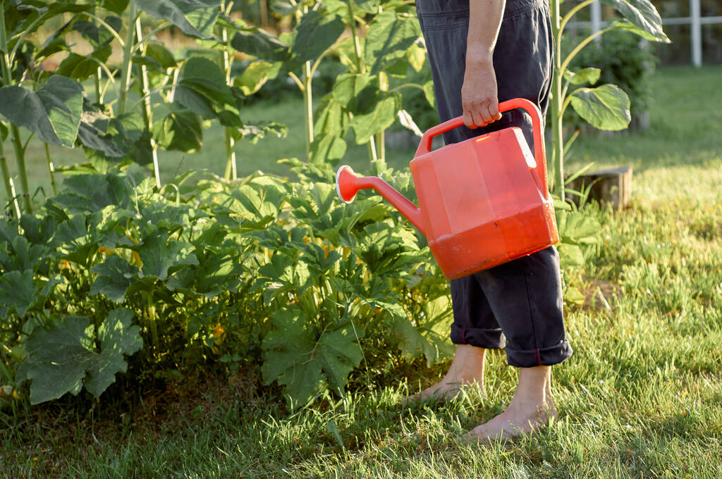 regando lata vermelha para molhar o jardim
 - Foto, Imagem