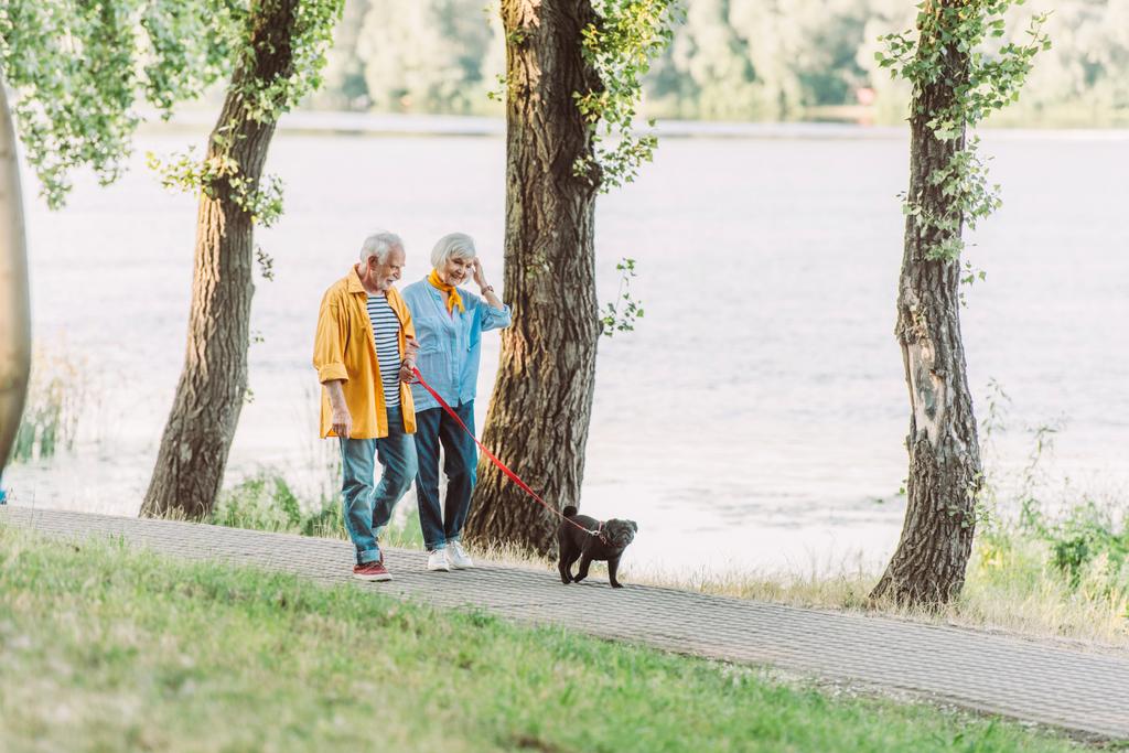 Selektivní zaměření usměvavé starší ženy chůze v blízkosti manžela a pug pes na vodítku v parku během léta  - Fotografie, Obrázek