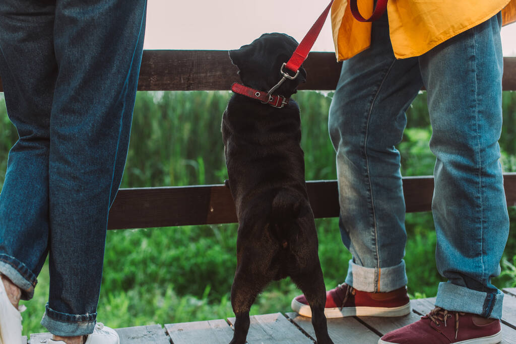 Ausgeschnittene Sicht auf Mops-Hund an der Leine, der neben Senioren-Paar auf Holzbrücke im Park steht  - Foto, Bild