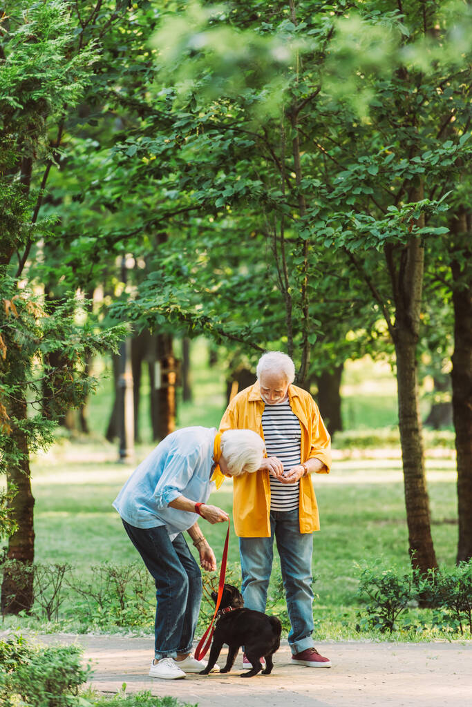 Επιλεκτική εστίαση του ηλικιωμένου ζευγαριού που παίζει με pug dog στο πάρκο το καλοκαίρι  - Φωτογραφία, εικόνα