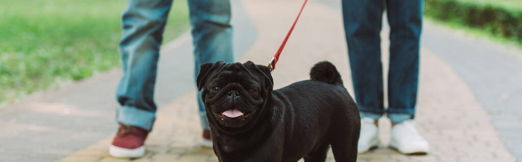Cultivo horizontal de perro pug con correa mirando a la cámara cerca de la pareja en el parque
  - Foto, Imagen