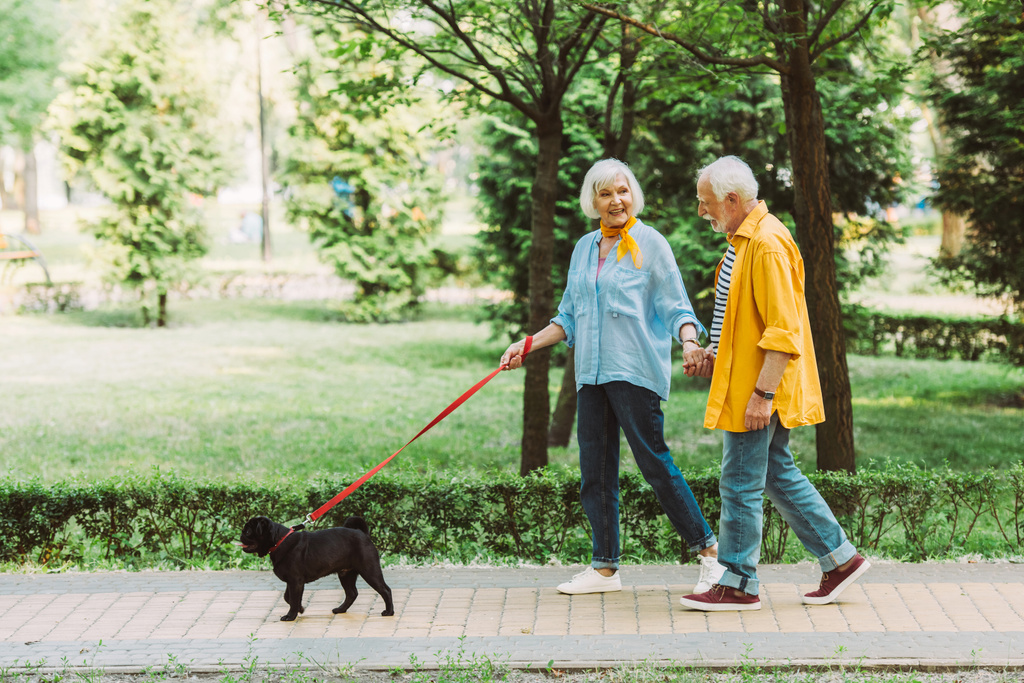 Smiling elderly couple holding hands while walking pug dog on leash in park  - Photo, Image