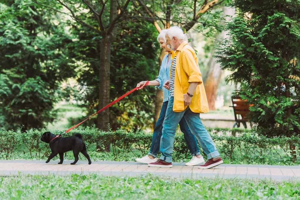 Πλευρική άποψη του θετικού ηλικιωμένου ζευγαριού βόλτα με σκύλο pug με λουρί στο πάρκο το καλοκαίρι  - Φωτογραφία, εικόνα