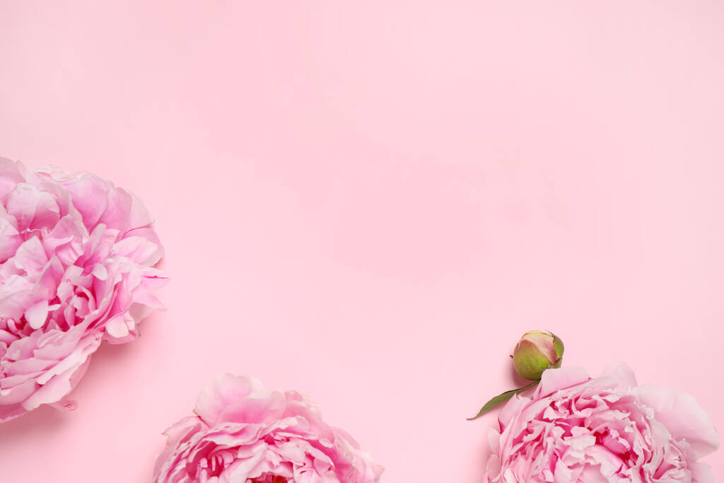 Mooie frisse pioenrozen op roze achtergrond, plat gelegd. Ruimte voor tekst - Foto, afbeelding