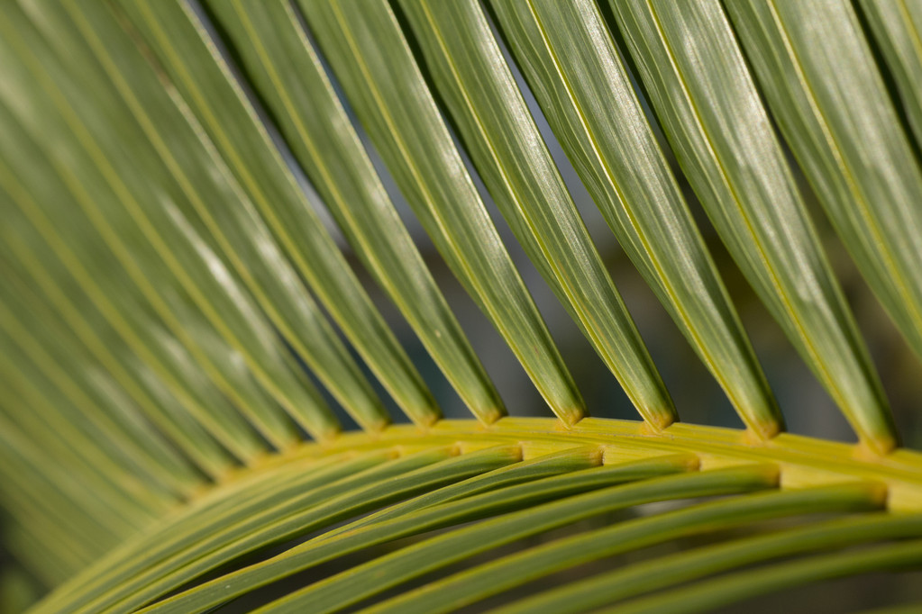 liść palmy - Zdjęcie, obraz