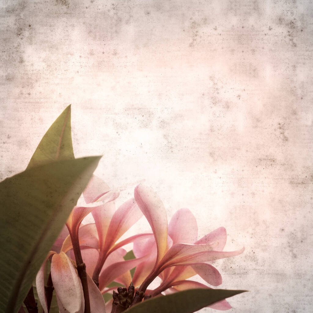 текстурований стильний старий паперовий фон, квадрат, з квітами франгіпані
 - Фото, зображення
