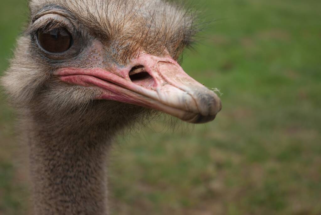 Un macrodisparo de una cabeza de avestruz con un fondo verde
 - Foto, Imagen