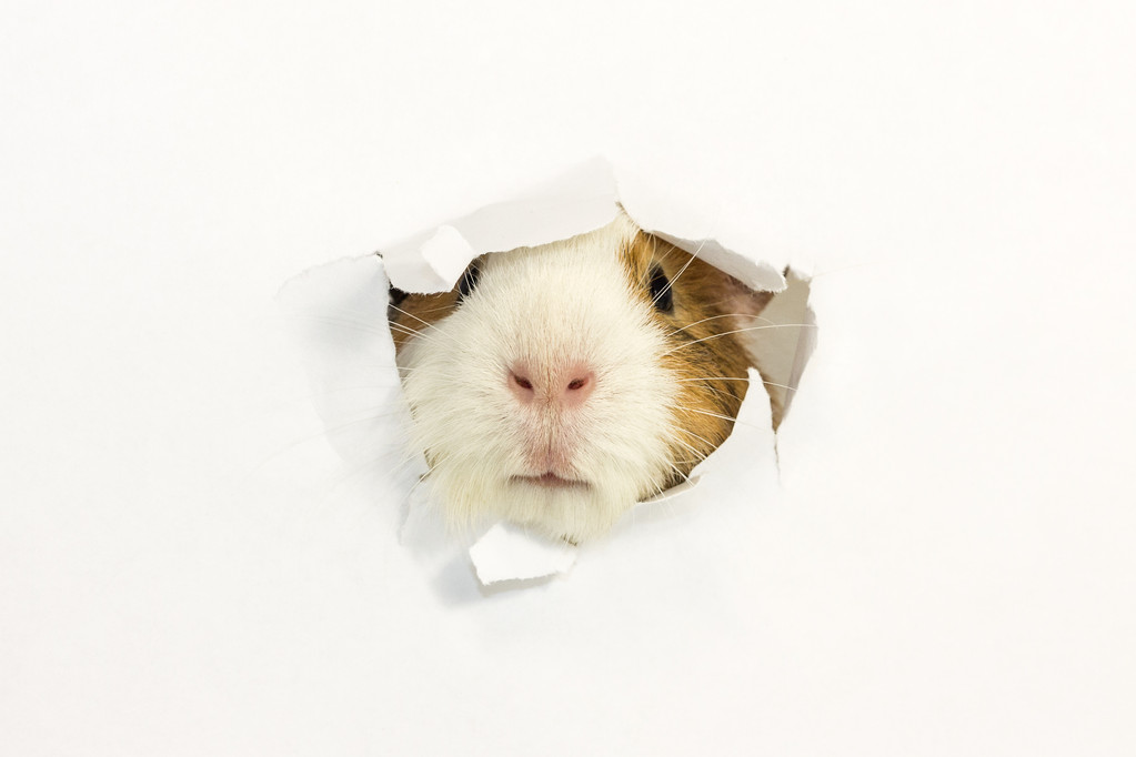 Rodent ate a hole in a paper. - Photo, Image