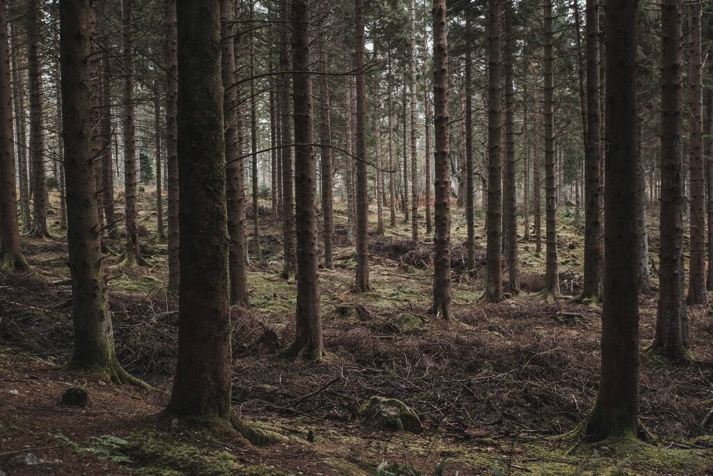 Een mysterieus uitzicht op een donker bos met veel hoge bomen - Foto, afbeelding