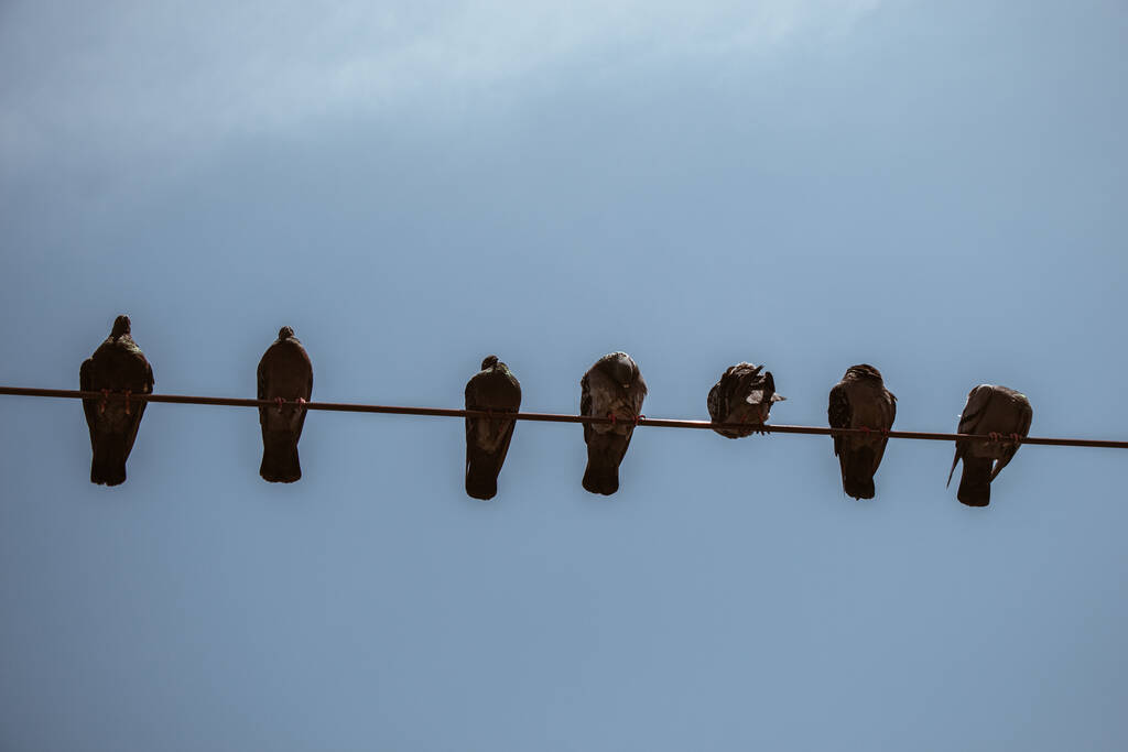 Голубиные птицы сидят на проволоке на голубом фоне неба - Фото, изображение