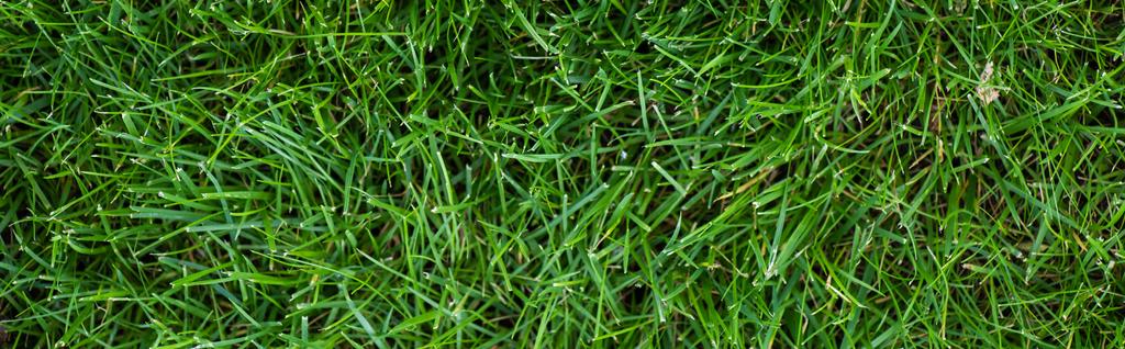 Widok na łąkę z zieloną trawą, panoramiczne ujęcie  - Zdjęcie, obraz