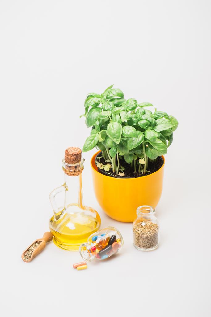 planta verde en maceta cerca de píldoras y hierbas en botellas de vidrio y aceite esencial sobre fondo blanco, concepto de naturopatía - Foto, imagen