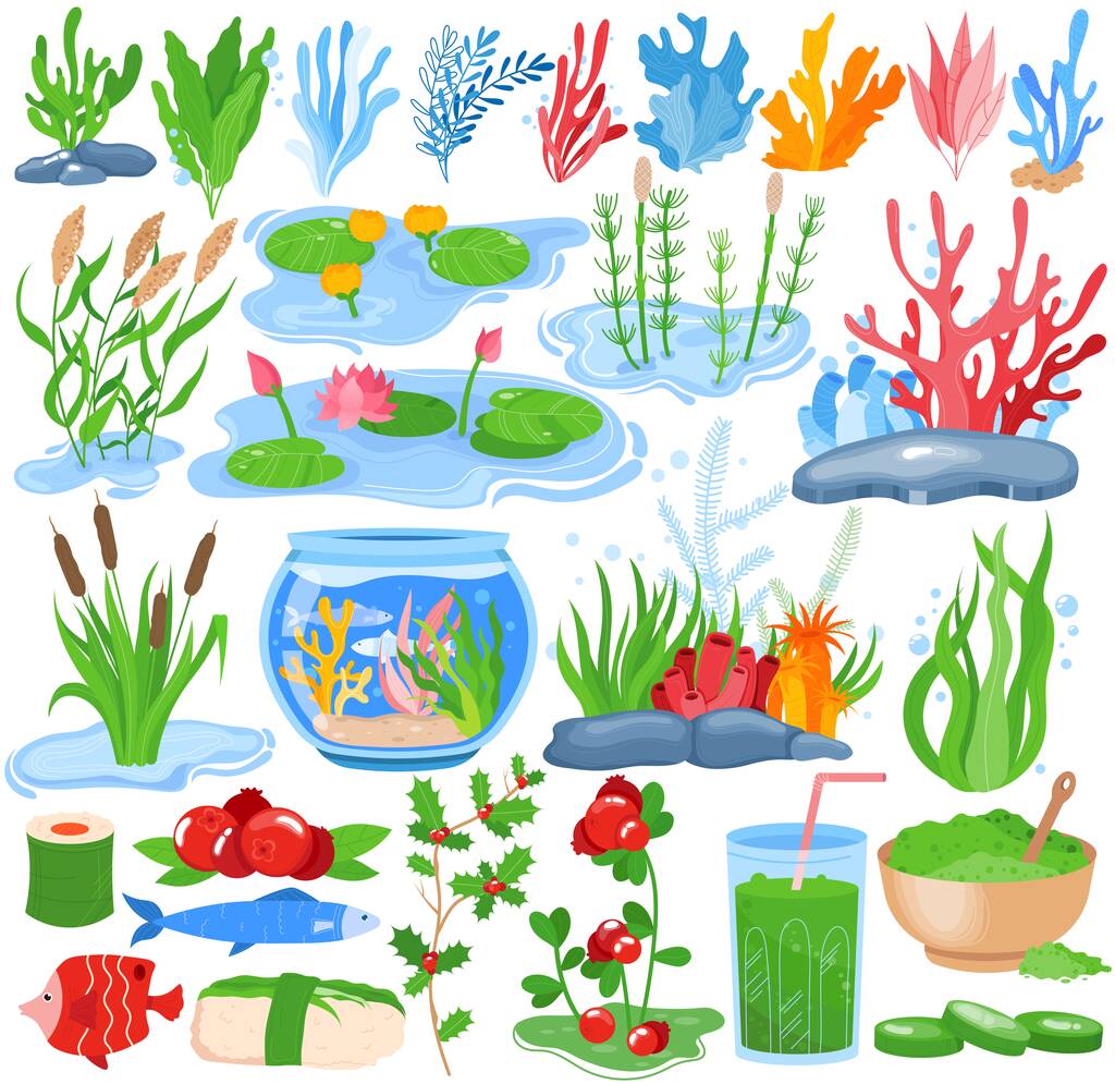 Водні рослини, водорості Векторний набір ілюстрацій, мультяшна плоска під водою колекція природи морського океану акваріумна флора ізольована на білому
 - Вектор, зображення