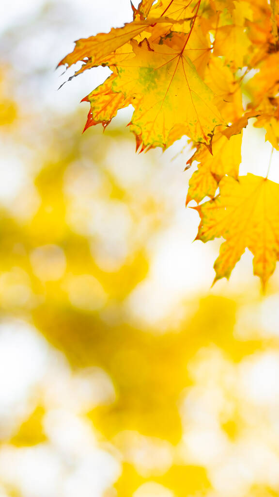 Autumn background. Tree branch with maple leaves on a blurred background. Autumn design background with yellow leaves. Copy space. Soft focus - Photo, Image