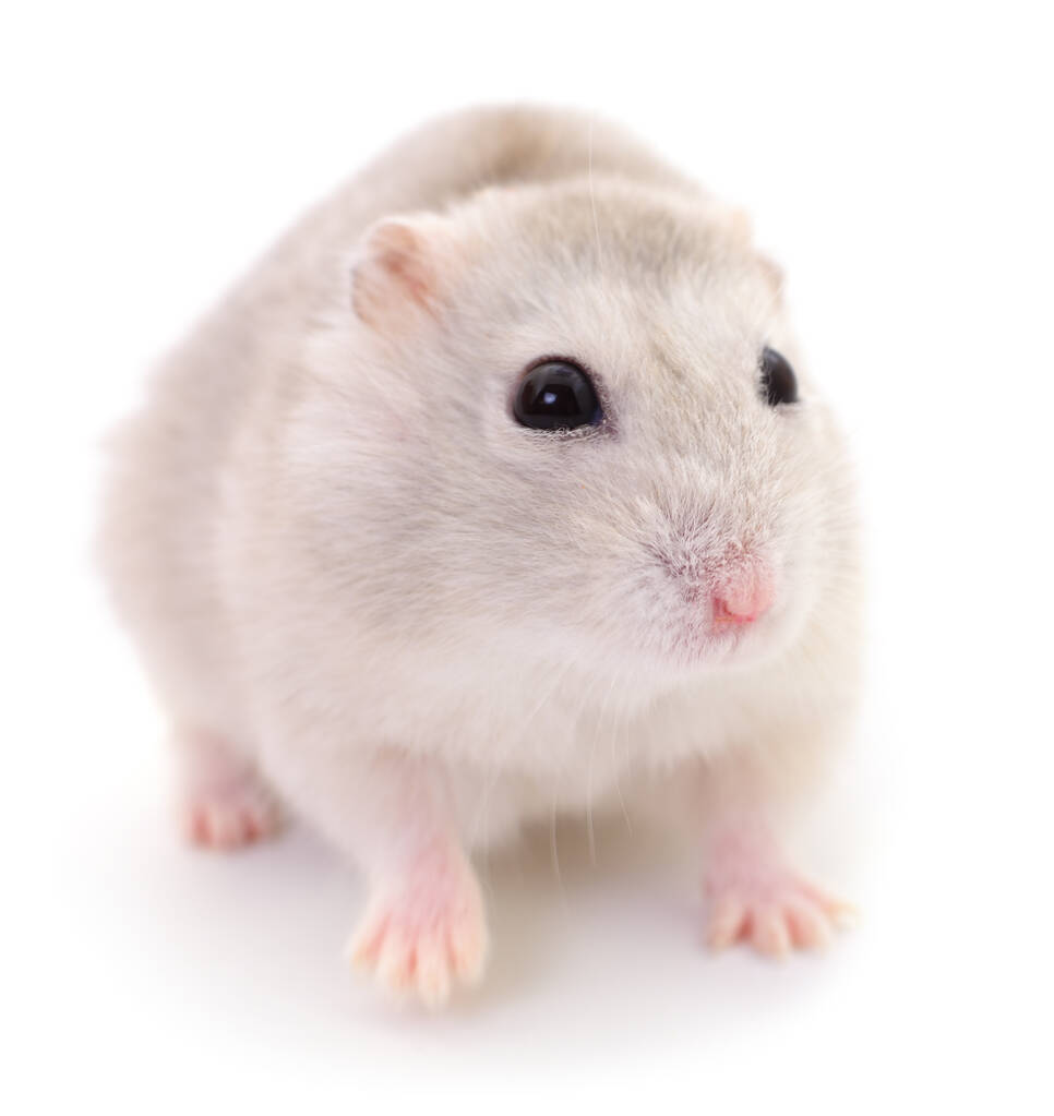 Small domestic hamster isolated on white background. - Photo, Image