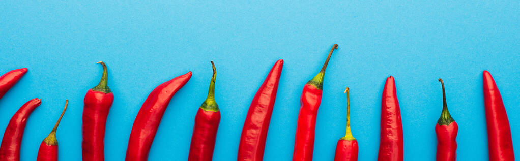 top view of spicy red chili peppers on blue background, panoramic shot - Photo, Image