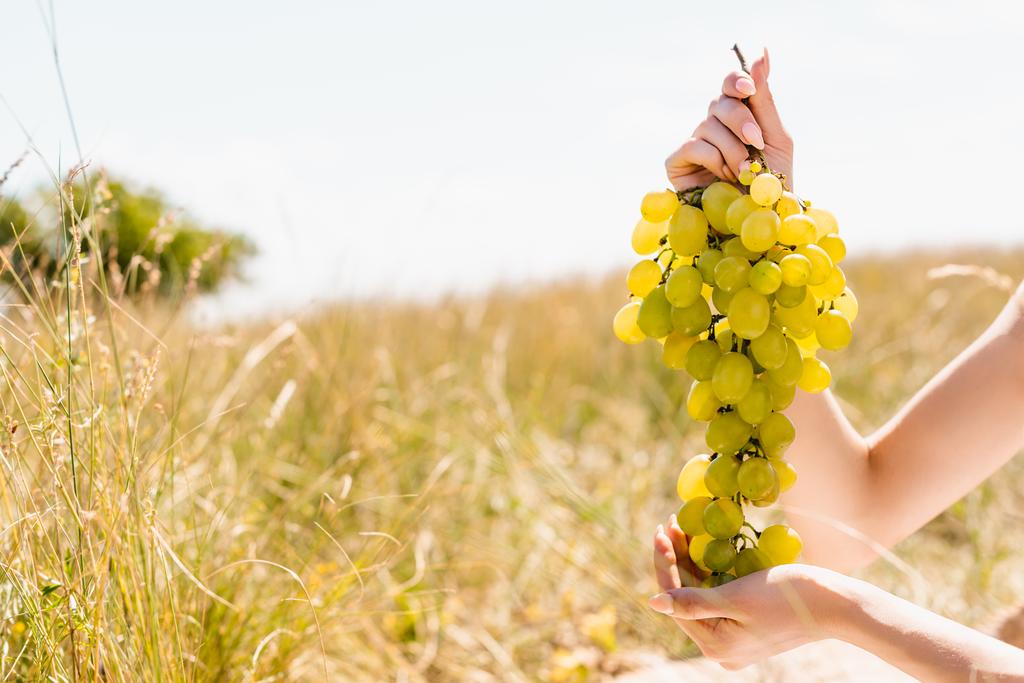 levágott kilátás nő gazdaság csomó érett szőlő a réten - Fotó, kép