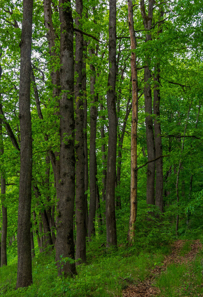 pitkät tammen rungot kesän metsässä - Valokuva, kuva