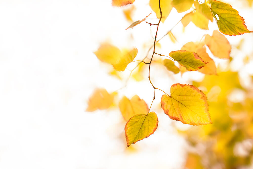 Autumn background with orange, yellow leaves and golden sun lights, natural bokeh. Fall nature white background with copy space - Photo, Image