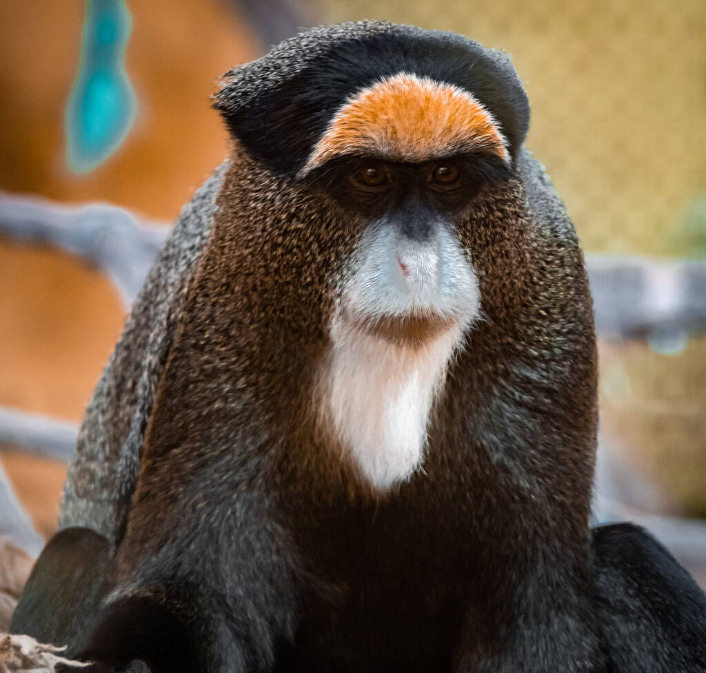 Lähikuva värikkäästä De Brazzan apinasta. - Valokuva, kuva