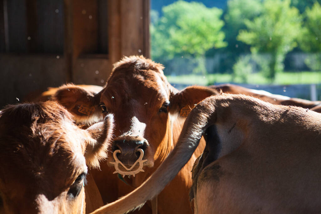 Завод по доению коров производил сыр Gruyere во Франции - Фото, изображение
